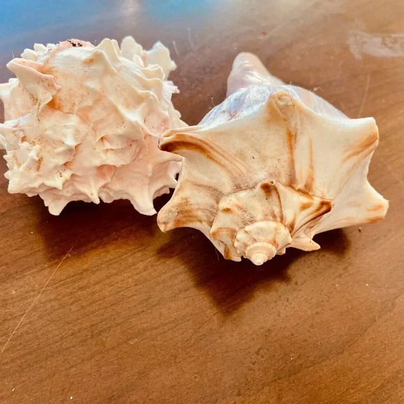 Beautiful Beach Life Shell Decor Set of TWO Shells - Picture 3 of 3